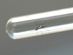 zika virus
