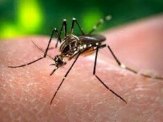 dengue sp